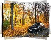 BMW seria 5 F10, Droga, Park, Jesień, Drzewa