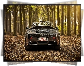 Aston Martin V8 Vantage Roadster, 2012, Las, Drzewa