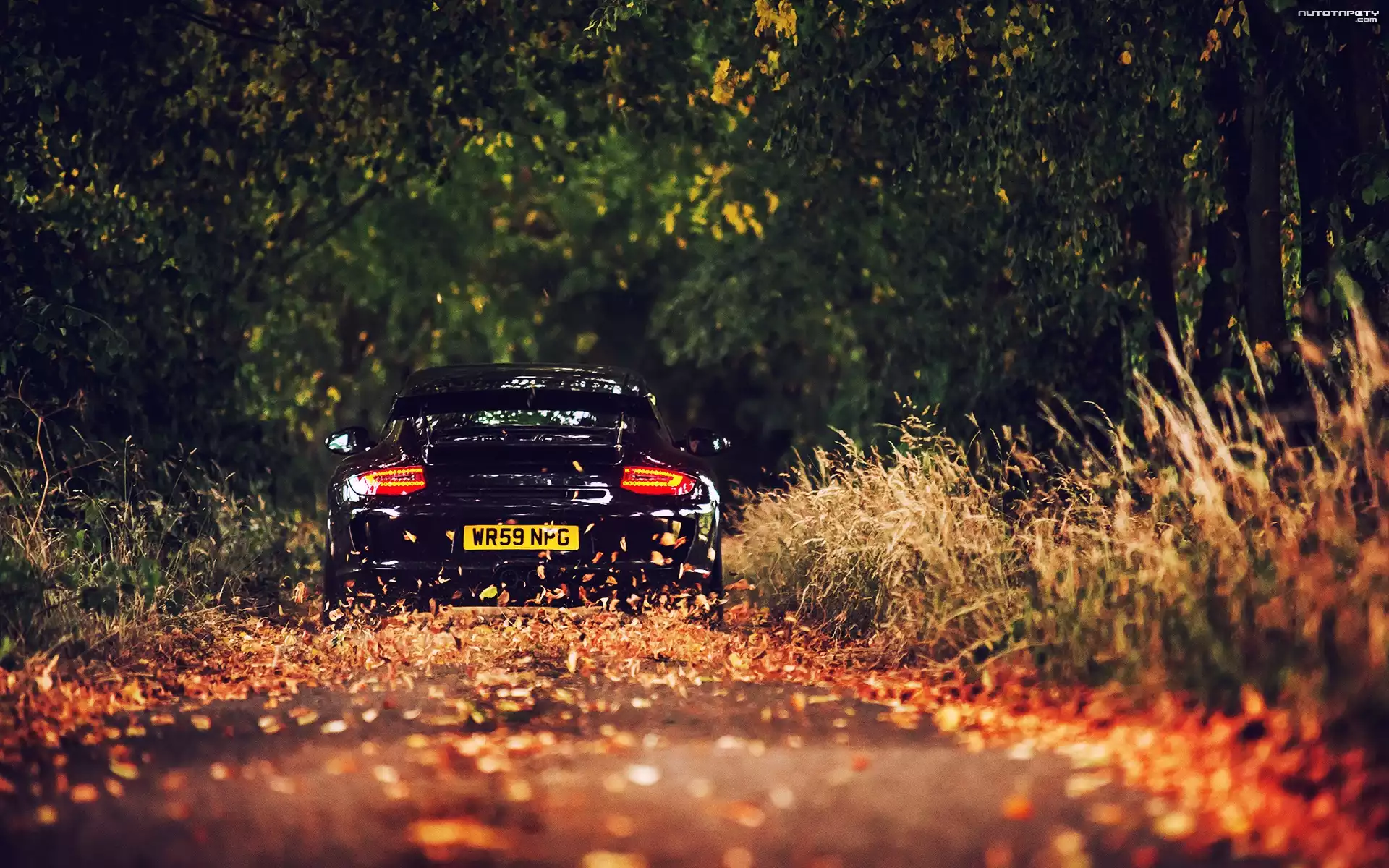 Porsche, 911, Las, Droga, Liście, Jesień,
