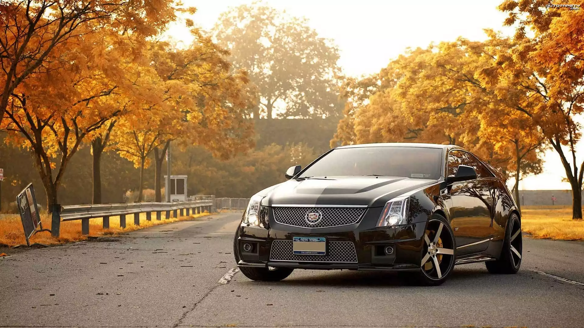 Cadillac, CTS-V, Drzewa, Droga