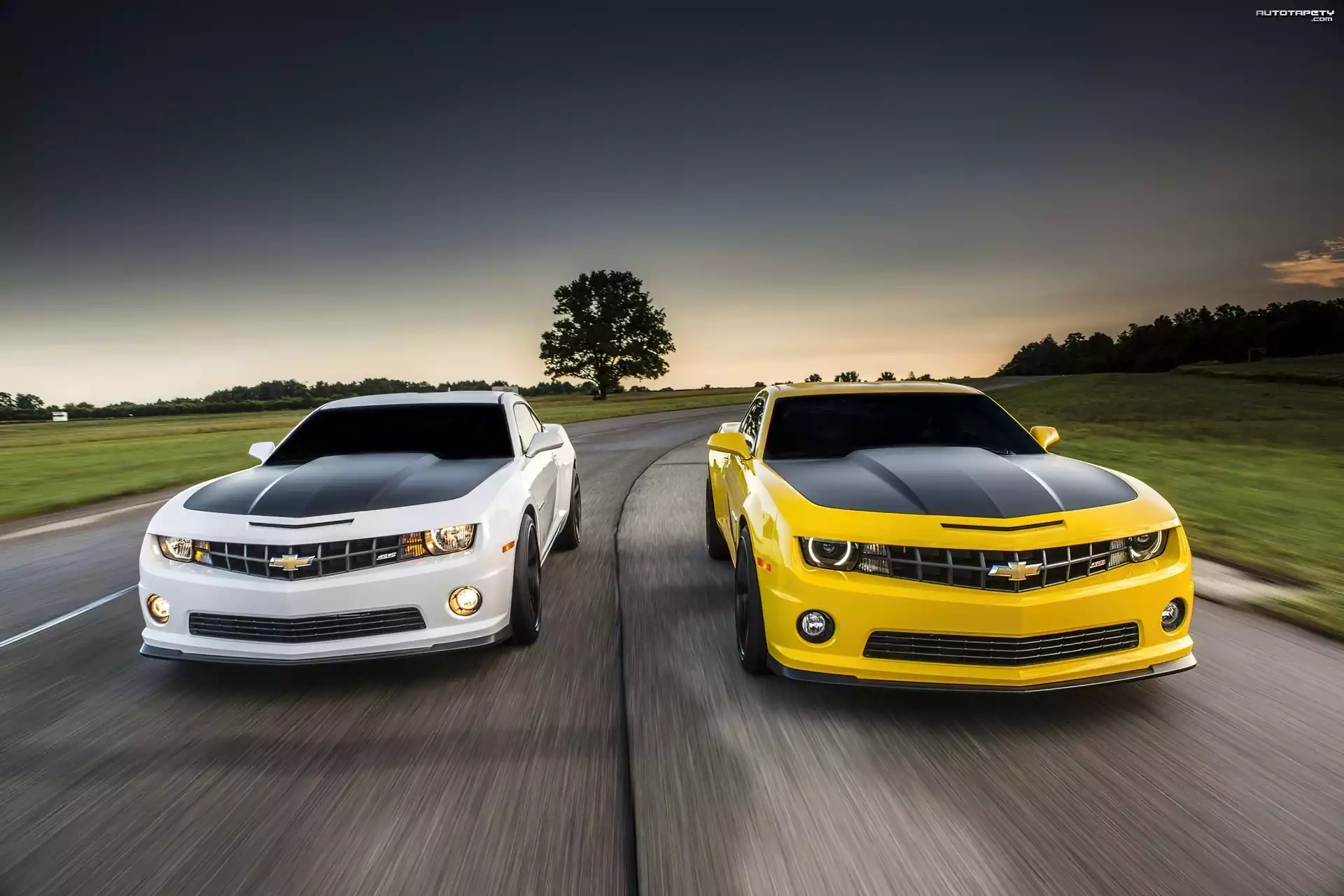 Droga, Drzewa, Chevrolety, Camaro, 1LE, 2013