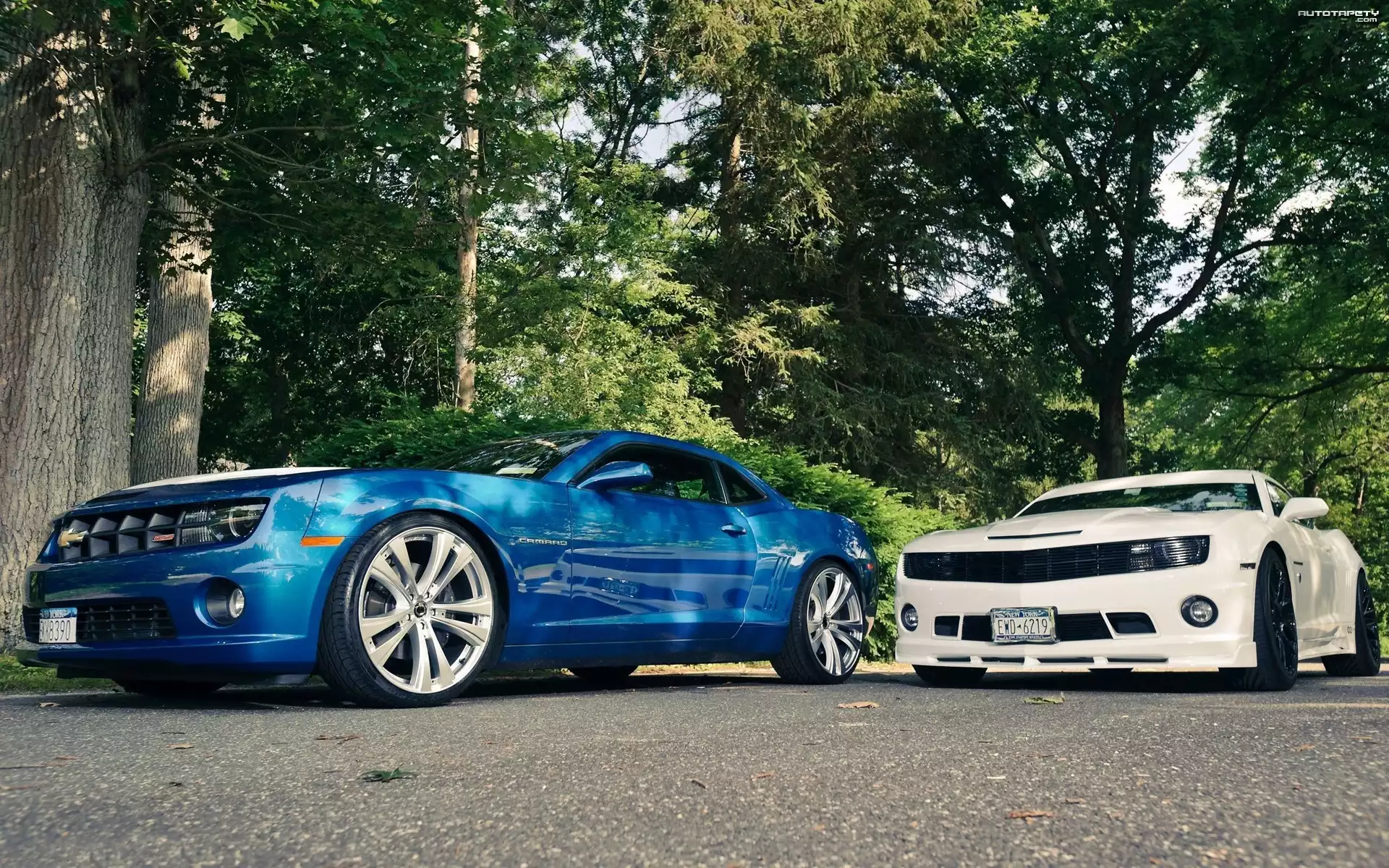 Dwa, Chevrolety, Camaro, Droga, Drzewa