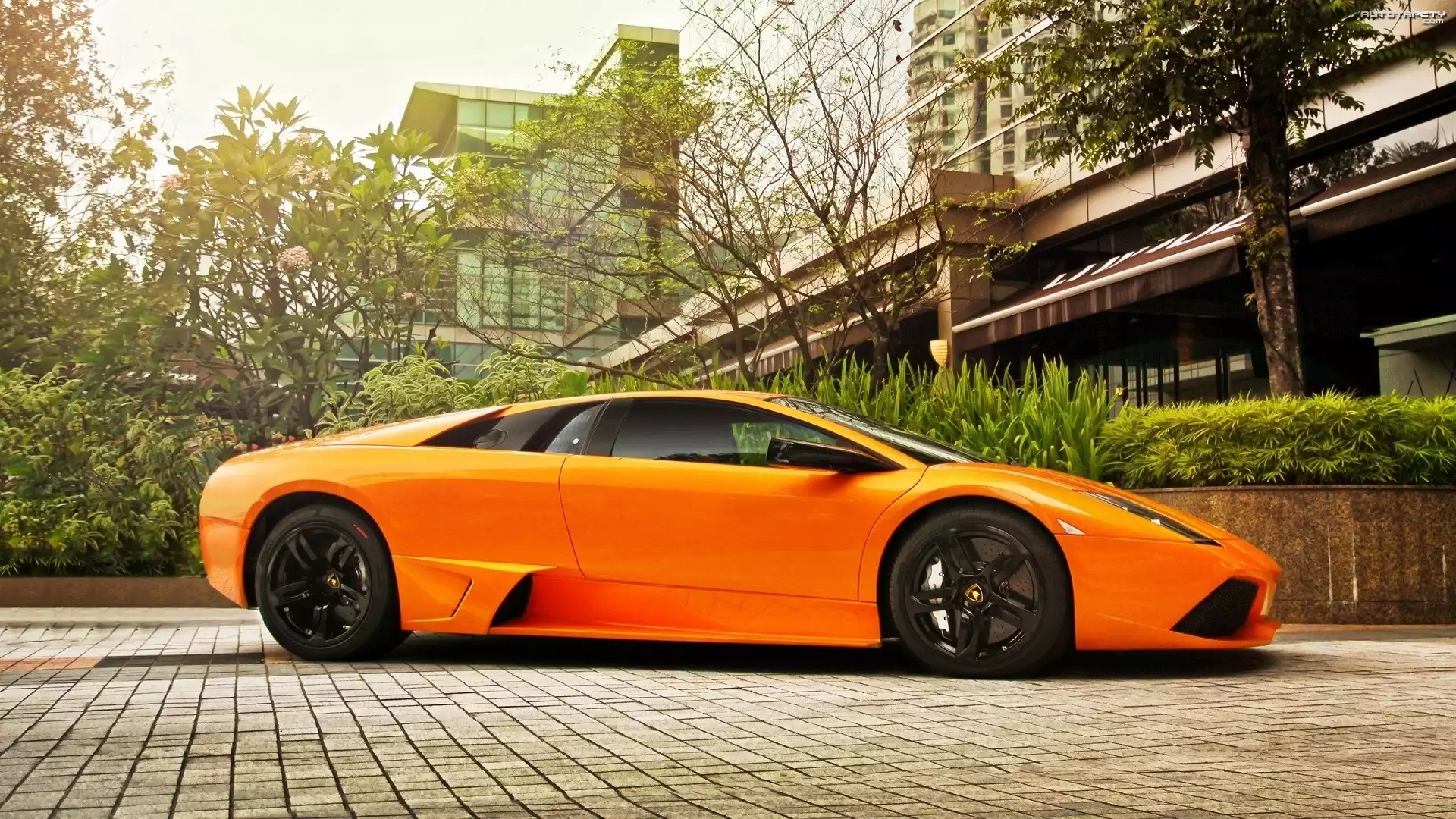 Lamborghini, Murcielago, Dom, Drzewa