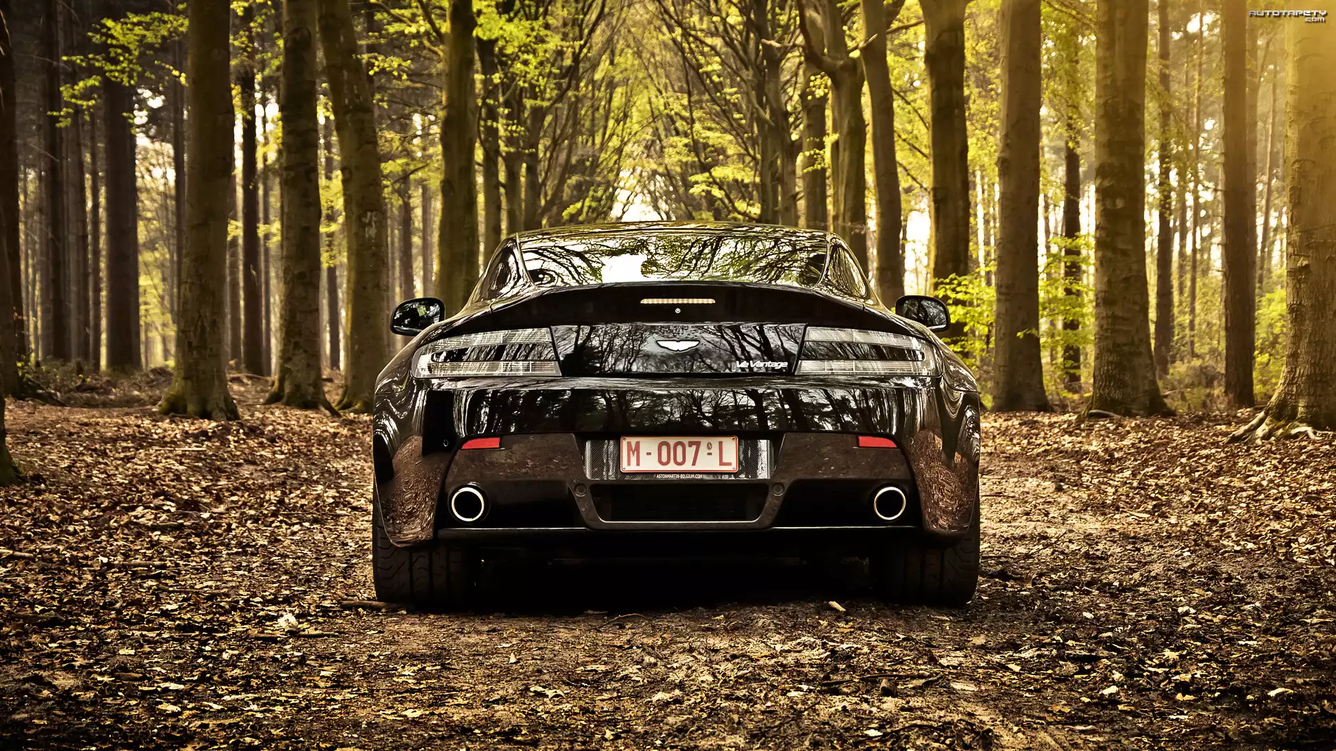 Aston Martin V8 Vantage Roadster, 2012, Las, Drzewa