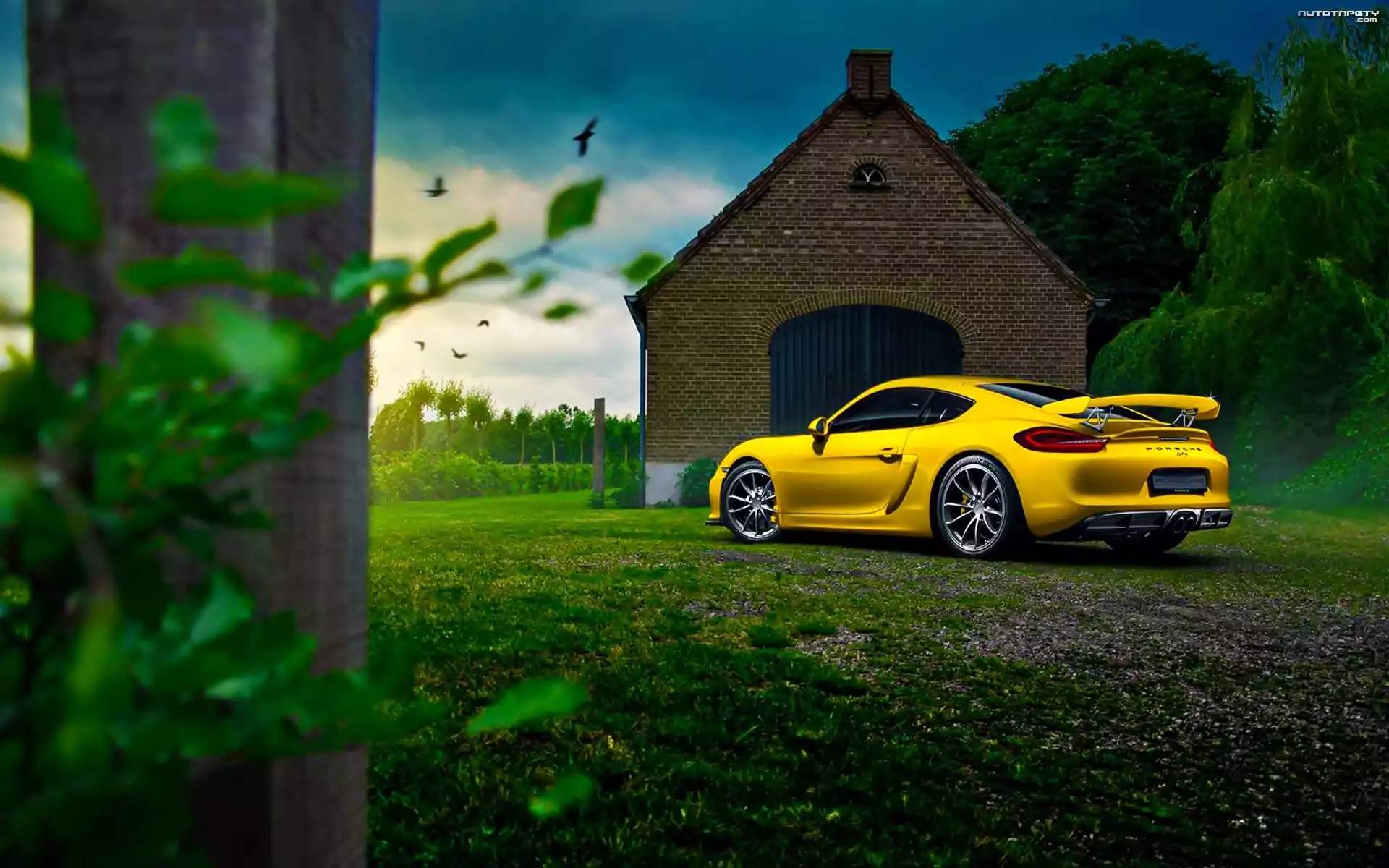 Porsche Cayman GT4, Dom, Drzewa, Ptaki