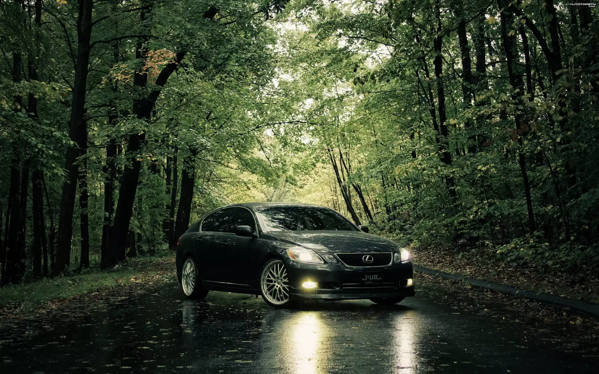 Szary, Lexus IS, Droga, Drzewa