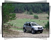 Srebrna, Dacia Duster, Owce, Pastwisko