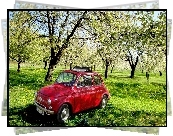 Fiat 500, Sad, Trawa