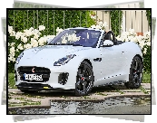 Biały, Jaguar F-Type